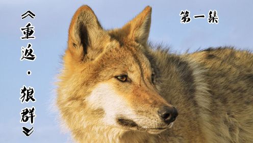 狼王抚养6只幼崽，涉险捕猎，被断臂拔舌，国产高分纪录片