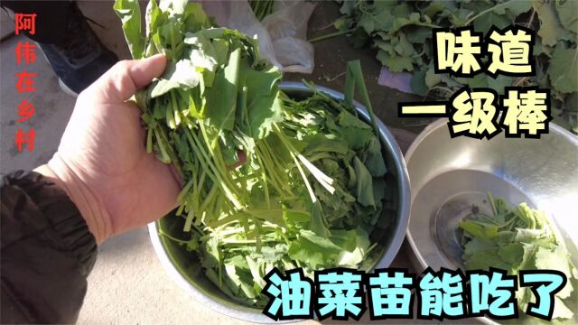 农村的油菜苗起来嘞,门口割几把塌菜馍,第一次吃味道一级棒!