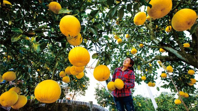 第四届长江三峡(梁平)国际柚博会开幕 梁平柚栽植面积15万亩,产值达15亿元