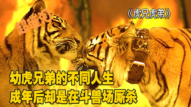 虎兄虎弟:幼虎兄弟的不同人生,成年后却是在斗兽场厮杀