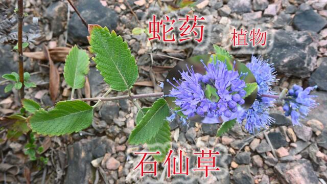 蛇药植物“石仙草”,学名“兰香草”,野生资源不好找