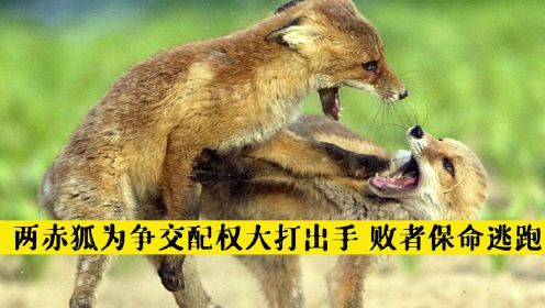 纪录片：为争交配权，两赤狐大打出手，败者保命逃跑，只有强者才能拥有交配权！