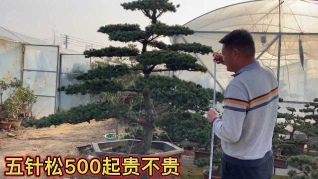 山东苗木批发市场,500就可以买到带盆带造型的五针松,值不值呢