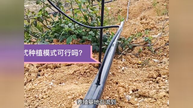 贵州贞丰县新式种植模式,牧草地采用这个方法浇灌牧草,很方便#看点趣打卡计划 #萌新UP