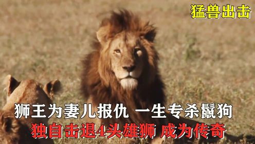 狮王为妻儿复仇，一生专杀鬣狗，独战4头雄狮成为传奇！纪录片