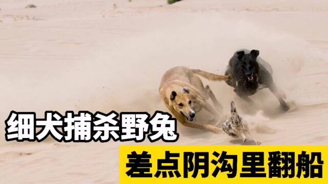 纪录片五只细犬围猎一只野兔野兔狡猾走位细犬差点翻船