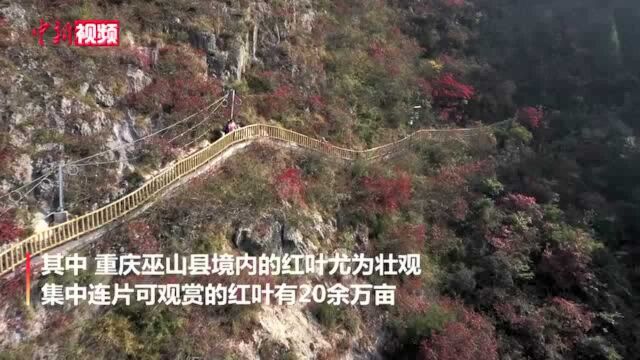 航拍重庆巫山红叶漫山红遍层林尽染