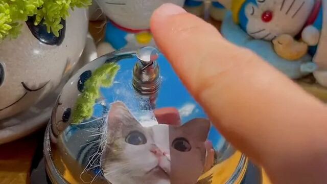 猫咪用豆腐做了猫爪珍珠冷泡茶,要来一份吗?