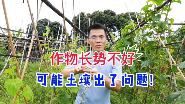 农业知识:作物长势不好,可能根系方面有问题!