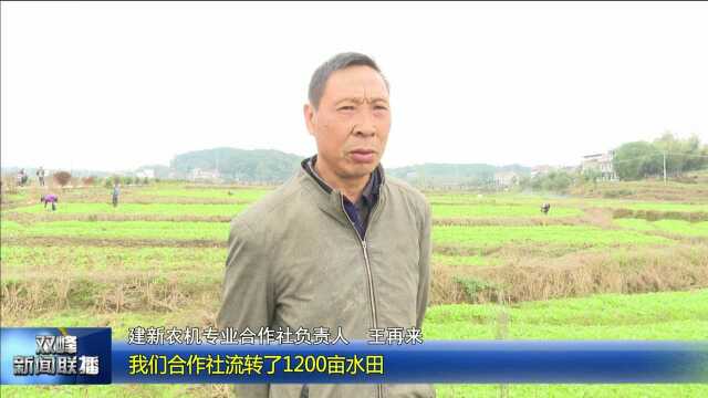 1208锁石镇:以花为媒促进农民增收VA0