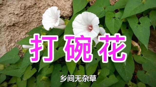 农村的打碗花是个宝,它的用处真不少,碰了它真的会打烂碗吗?