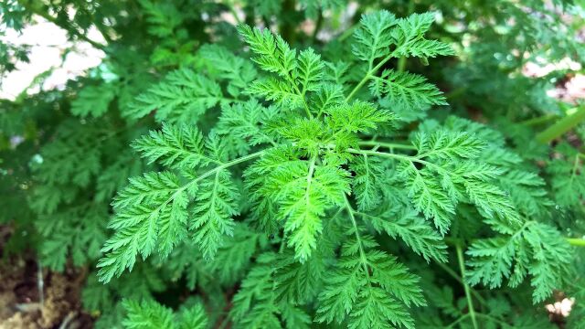 今天给大家介绍植物“青蒿”,好多人都误解了,我也是刚知道