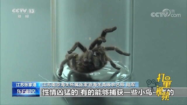 张家港海关截获一只活体巨型捕鸟蛛,足展达11厘米