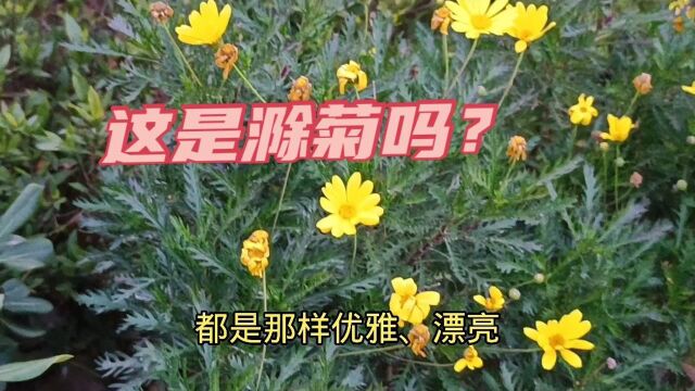 小伙在滁州的明湖附近发现的这种小菊花是滁菊吗?我太激动了!