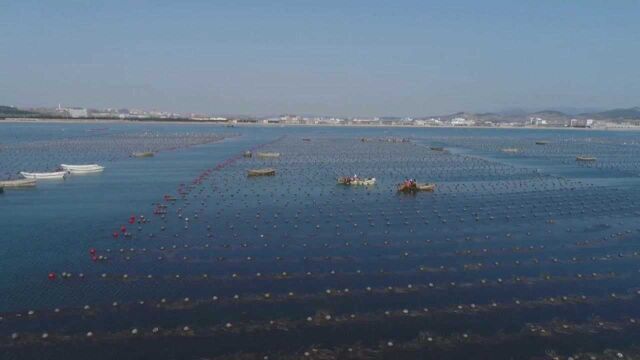 山东荣成:“中国渔业第一县”聚焦海洋产业全链条