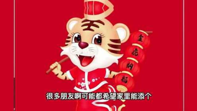 2022年是百年难遇的虎百年!很多家里都希望添个虎宝宝,好不好呢