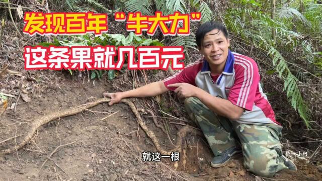 小伙上山发现百年“牛大力”,这一条果就几百元,挖完一颗上千元