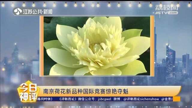 国外首次获奖!南京荷花新品种“石城菊黄”国际竞赛惊艳夺魁!