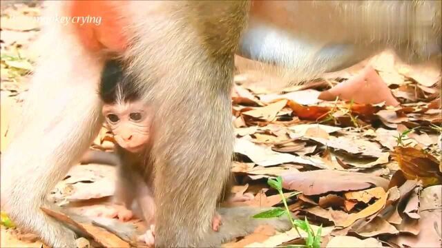 没想到刚出生的小猴子竟这么可爱!太萌了!