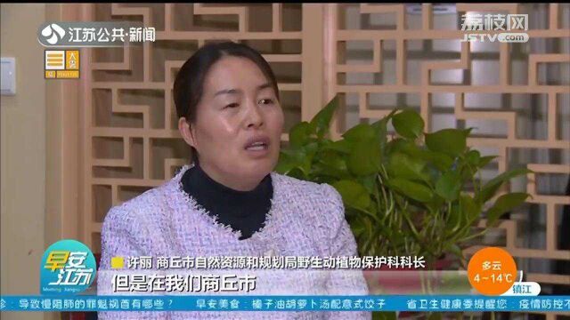 10只定刑10年以上 买卖44只不起诉?“江苏鹦鹉案”背后让人深思