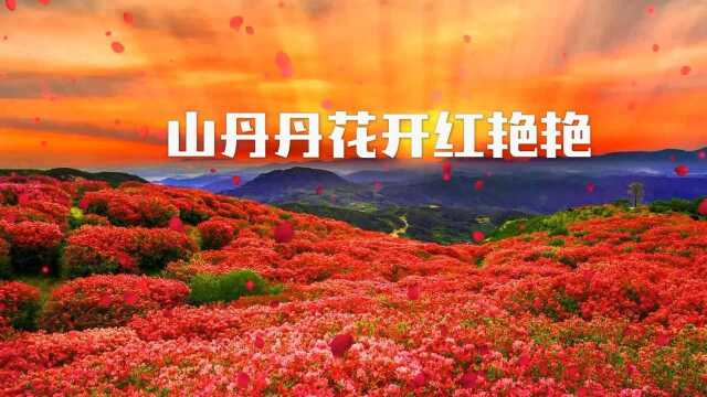 山丹丹花开红艳艳