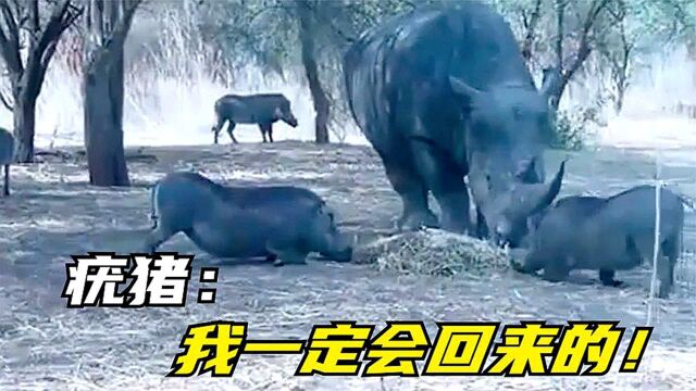 疣猪和犀牛抢食,结果惨遭犀牛“顶飞”,猪:我一定会回来的!