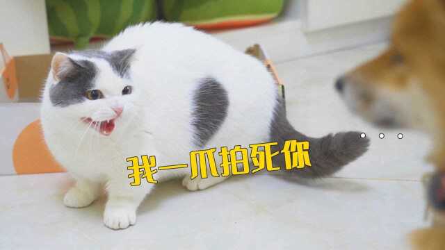 当6只猫遇上1条狗，狗子吓到瑟瑟发抖_高清1080P在线观看平台_腾讯视频