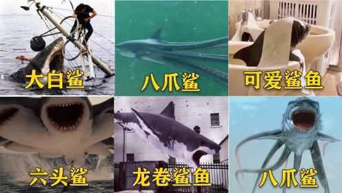 盘点六部影视中的鲨鱼，你觉得哪个更凶猛？大白鲨一口咬断电线杆
