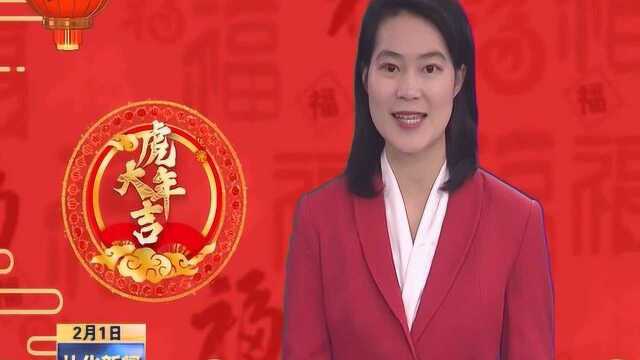 2022年2月1日 四万株茶花新春争相绽放