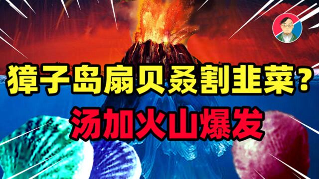 汤加火山爆发,獐子岛扇贝起死回生?网红扇贝是如何割韭菜的?