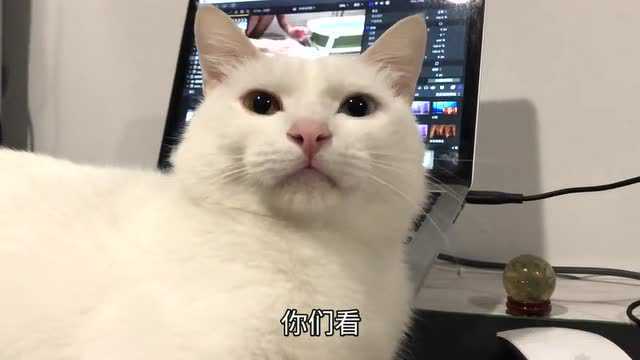 铲屎官惹恼猫咪,猫咪气得直接对电脑动手,主人:好小气!