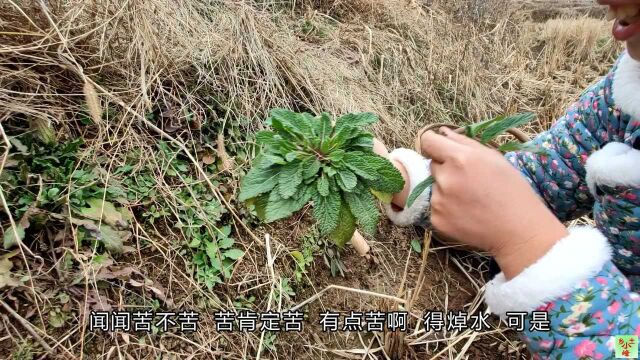 农村这种野菜你们见过吗?长相丑陋吃的人却很多,一起来看一下