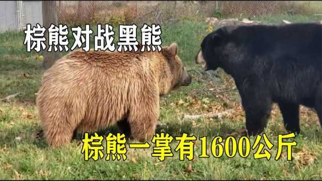 棕熊对战黑熊,棕熊一掌有1600公斤,谁才是熊科老大?