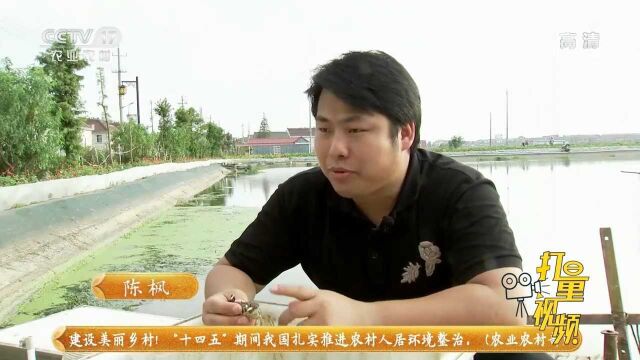 这种卖不上价的老头蟹经过男子一折腾,一斤价格翻了20倍