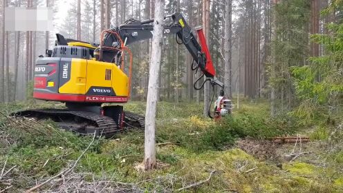 危险最快的重型设备树木切割机械，挖掘机砍伐树木现代技术在行动！