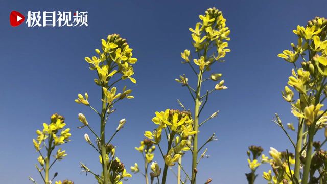 湖北沙洋县张池村:一株油菜花带动一个乡村实现美丽蜕变