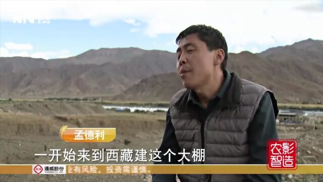 致富经:寿光大棚移到西藏花180万,抗风有秘诀