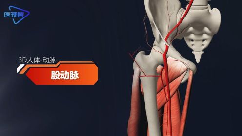 股动脉-人体3D带你透过皮肤看身体！【泽桥视频制作】