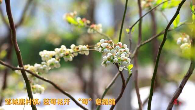 邹城唐村镇: 蓝莓花开 “莓”意绵绵