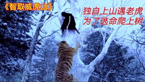 智取威虎山：独自上山遇老虎.为了逃命爬上树