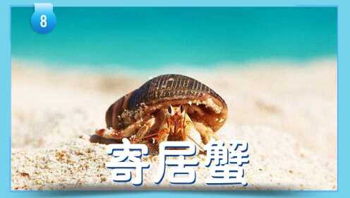 第08集 蜗居的典型代表：寄居蟹