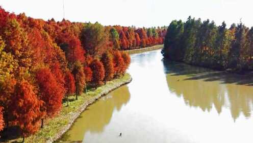 秋色的《上海海湾国家森林公园》多么美丽，非常壮观。吸引了众多人的眼球。