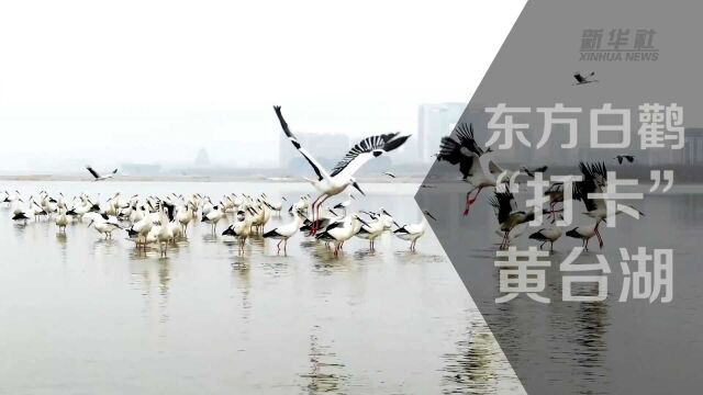 东方白鹳“打卡”黄台湖