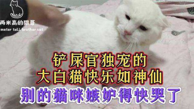 铲屎官独宠的大白猫快乐如神仙,别的猫咪嫉妒得快哭了 #猫咪的迷惑行为