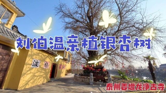 漫游泰州姜堰龙净古寺,当年刘伯温手植的银杏树已长成参天大树