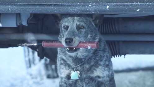 喜剧片：男子用雷管炸冰捕鱼，因为一条听话的狗狗，差点上西天，9分钟看完《达尔文奖》