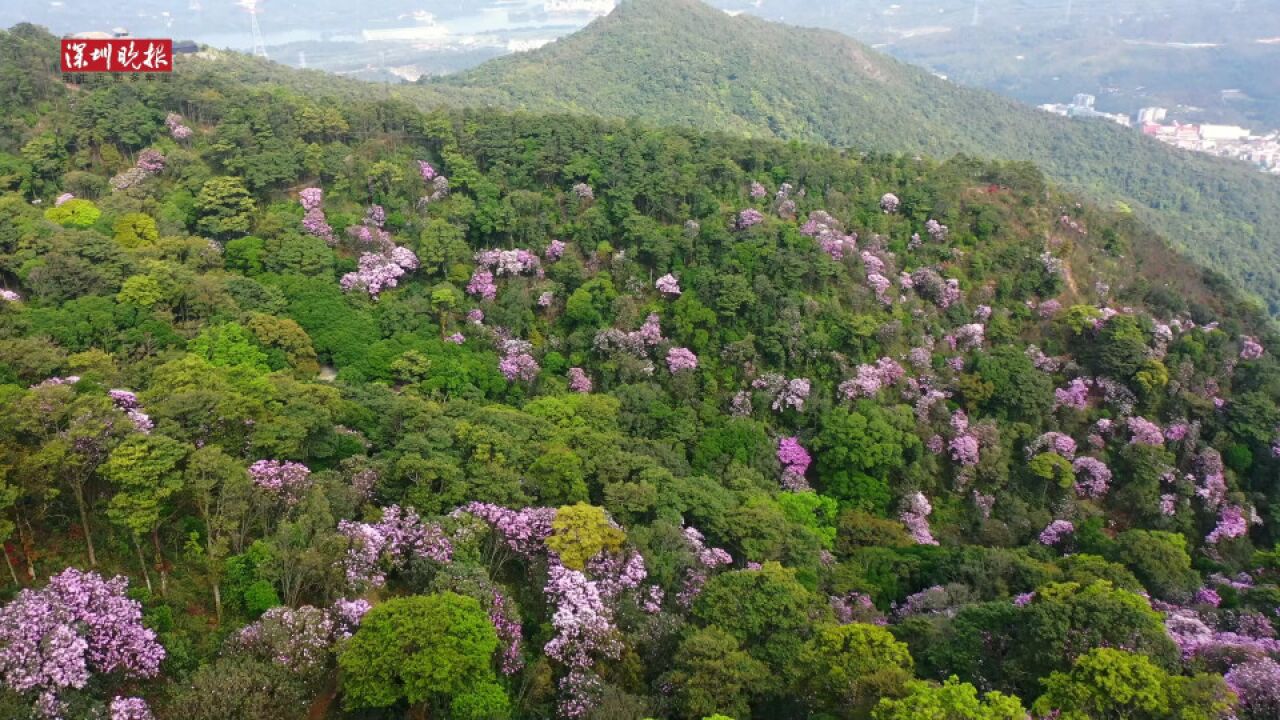 邀你一同雲賞花!梧桐山的毛棉杜鵑迎來了盛花期