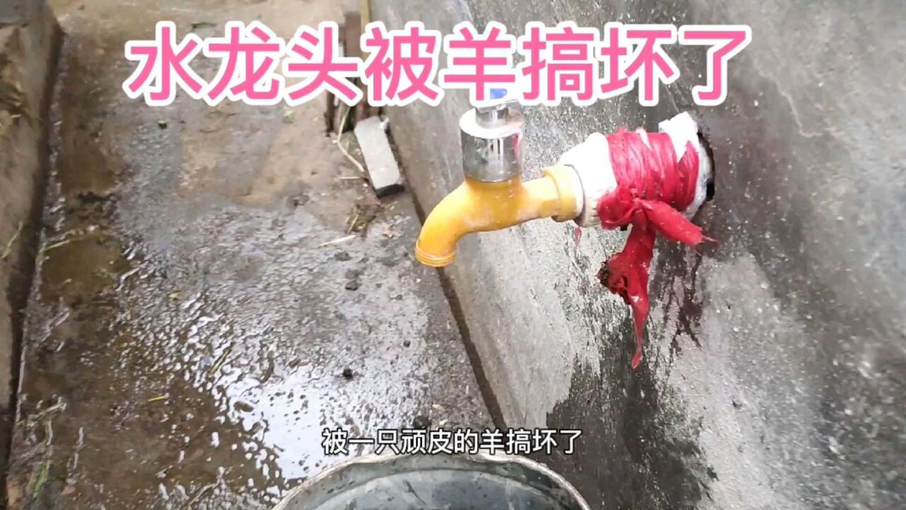 水龙头被羊搞坏了,维修热熔也简单,请出了小麦面粉来帮忙