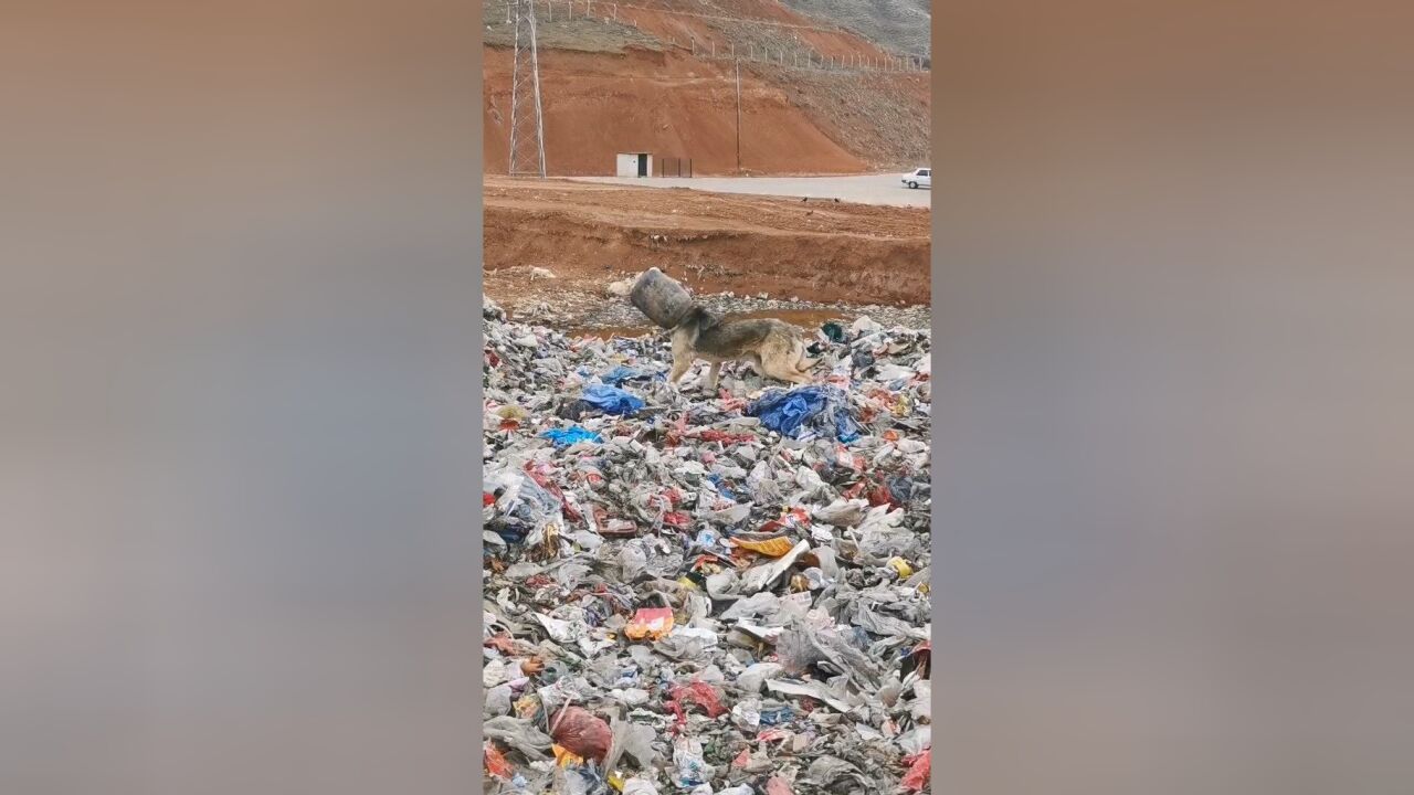 救援垃圾场被困的一条流浪狗