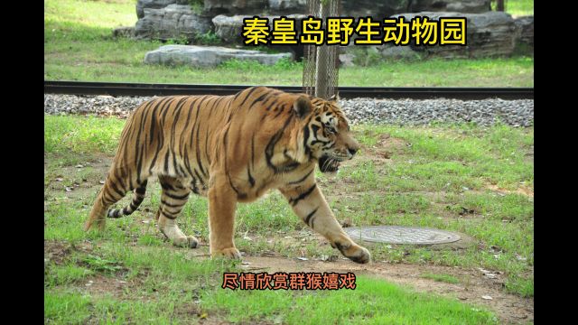 秦皇岛野生动物园简介